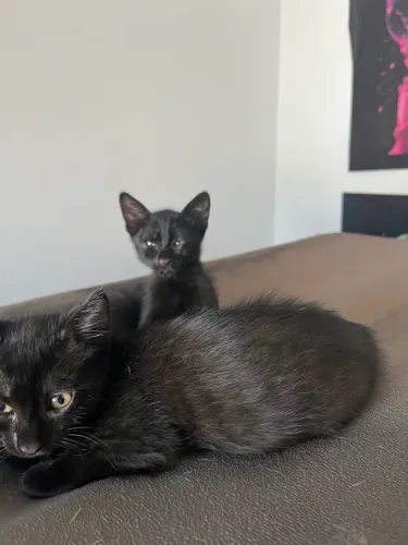 Doação Gatos