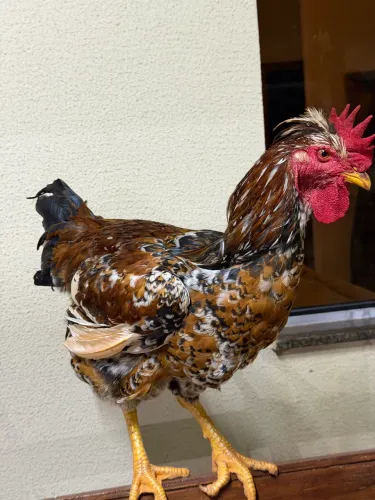 Ovos de galinha GSB originais.
