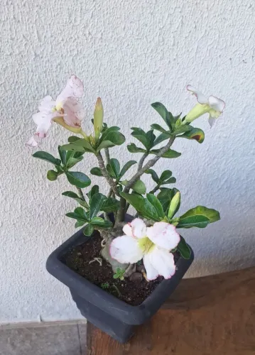 Rosa do deserto