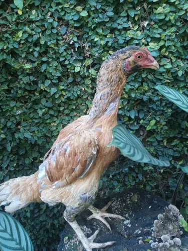 Vendo galinha índia barbuda 