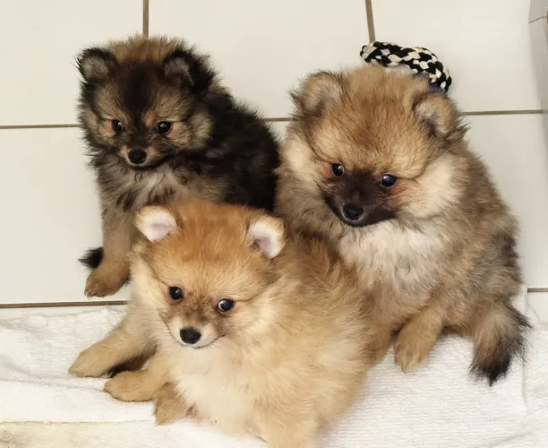 Filhotes Spitz alemão / Lulu da Pomerania