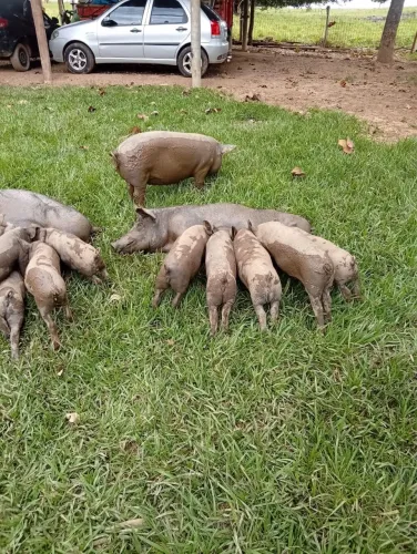 Vende-se leitoas caipiras 