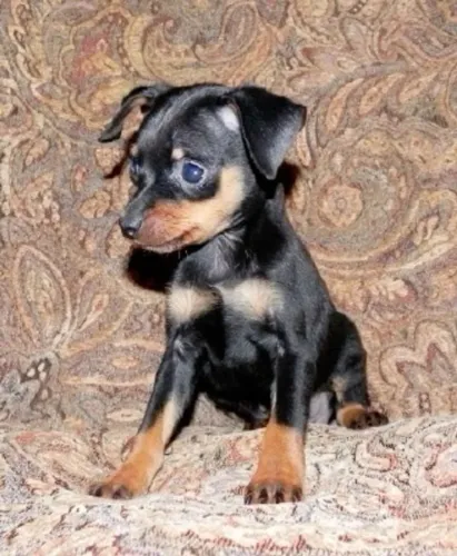 Miniature Pinscher O Pinscher correu rapidamente até o portão.