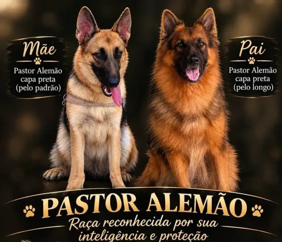 PASTOR ALEMÃO FILHOTES PUROS
