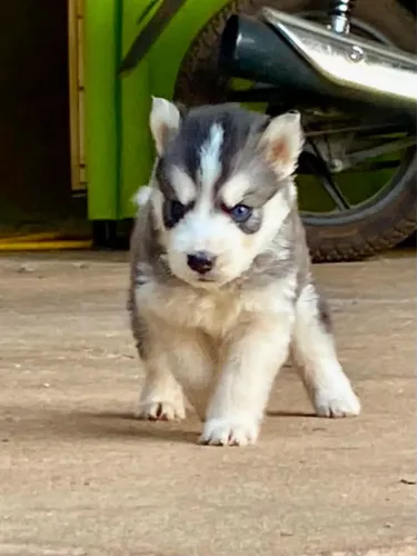 Filhotes de Husky Siberiano 
