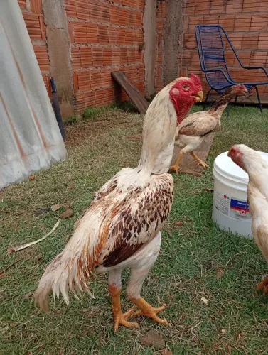 Galo Índio Bico Curto