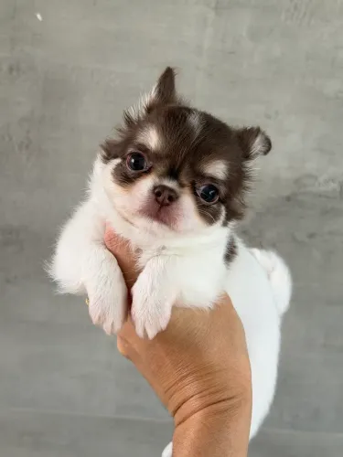 chihuahua criação elitizada