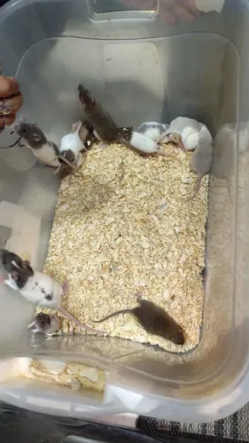 Ratos twister 