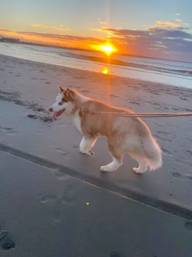 Filho de Husky siberiano 