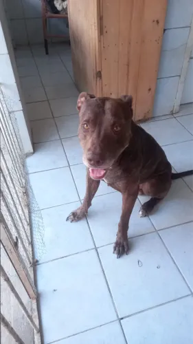 Doação de Cachorro Pitbull