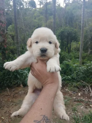Filhotes de Golden Retriever | Sempre animados.