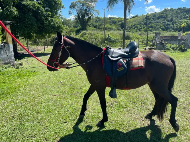 Égua mangalarga