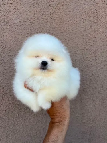Lulu da Pomerânia 