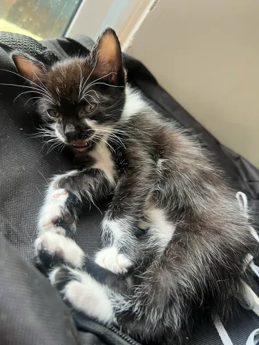 Gatinhos para doação