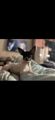 Pinscher 