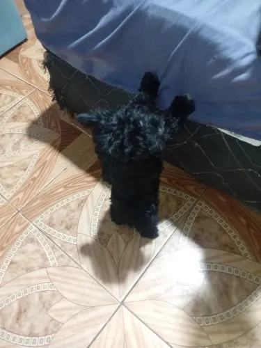 Venda de filhotes de poodle