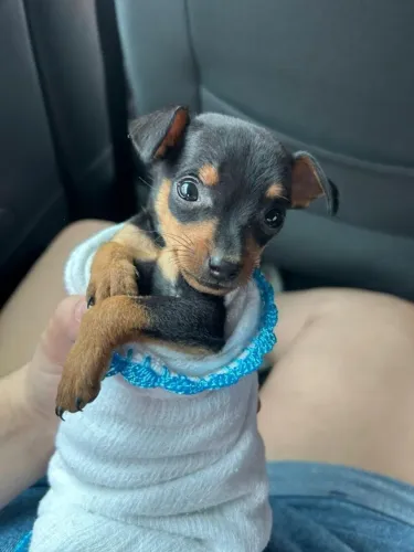 Neném Pinscher/Pincher Muito Saudável Macho e Fêmea com Garantias São Paulo