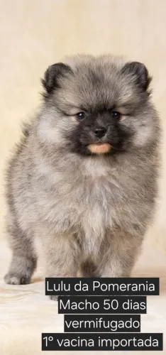 Filhote Lulu da Pomerania