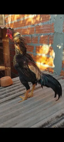 Galo shamo
