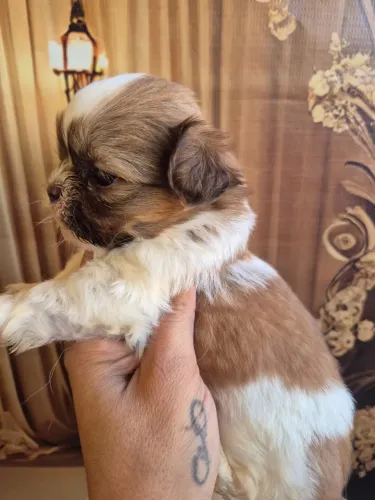 Shih tzu  ?¿ Dias do namorados