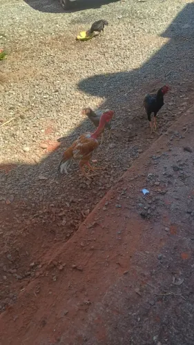 Frango índio 