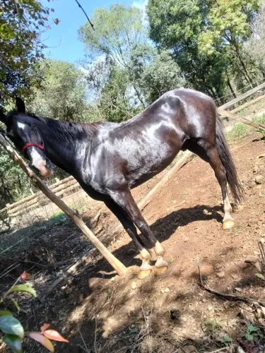 Cavalo