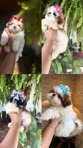 Shih Tzu carinhoso