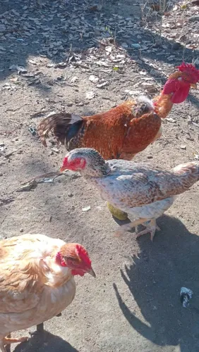 Galinhas