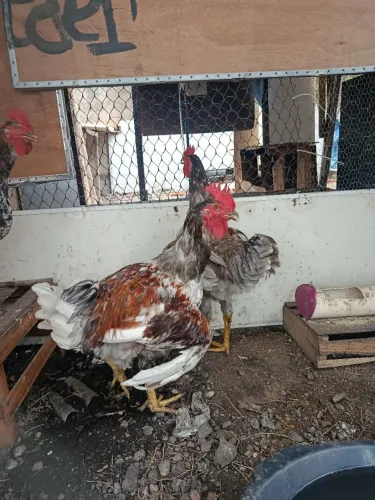 Galo e galinha gsb