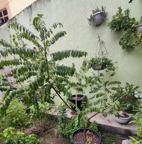 Pé frutífera seriguela 