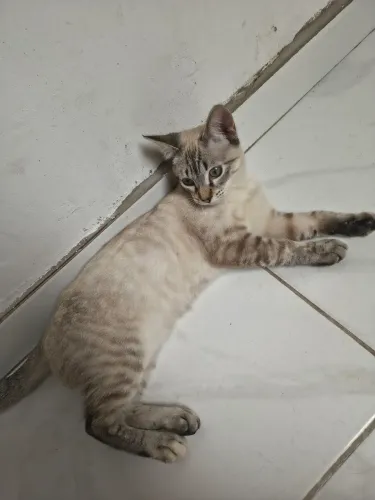 Gata fêmea