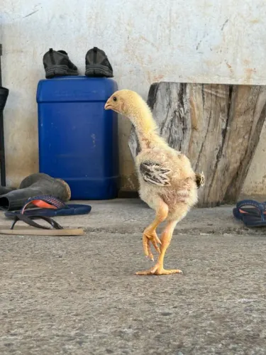 Pintinho Índio Gigante