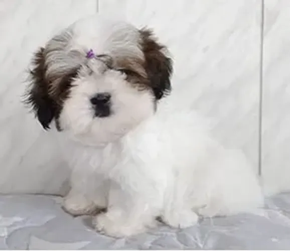 Shih-Tzu Macho Tricolor: Filhote Cheio de Encanto e Carinho!