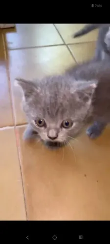 Filhotes de british shorthair 