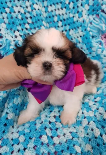 Shih Tzu. Uma fofura!!!