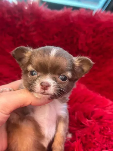 Chihuahua radiante cheia de amor