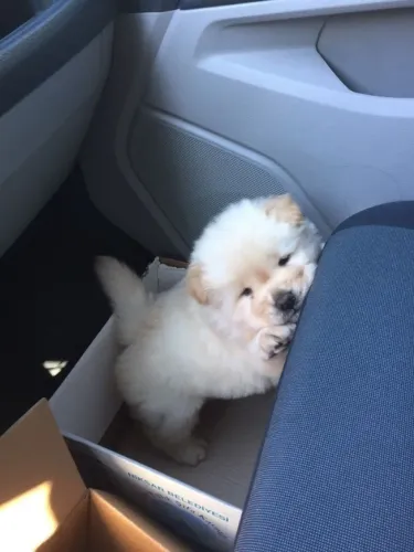 Filhotes de Chow Chow |Amor fiel e peludo!