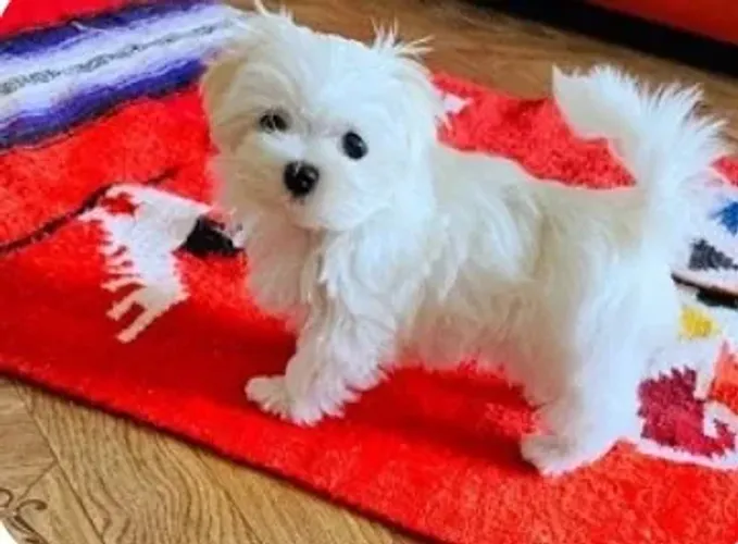 Maltês Micro Branco Macho - Comporte-se Como um Príncipe!