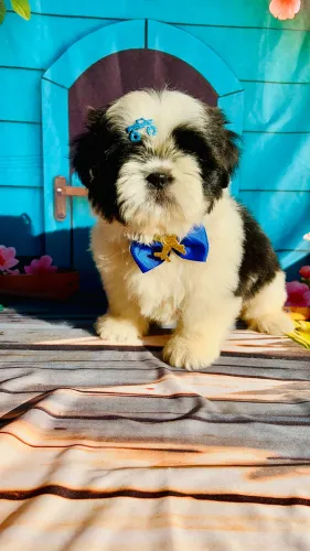 Shih tzu Macho bicolor