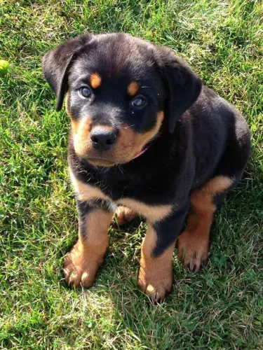 Filhote Rottweiler, O companheiro perfeito para sua vida está esperando por você!