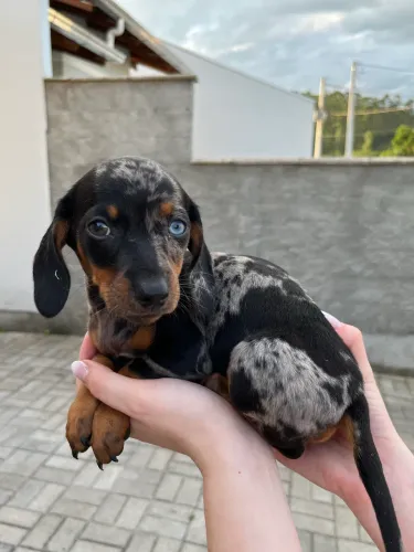 Dachshund Salsicha cofap 