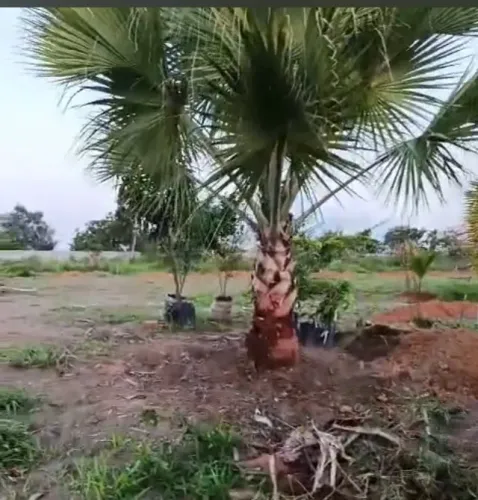 Palmeira verde