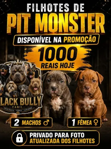 Filhotes de Pit Monster com American Bully