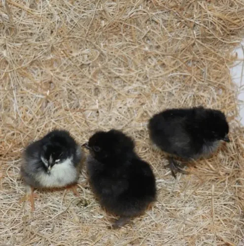 Dúzia de ovos férteis galados de Marans