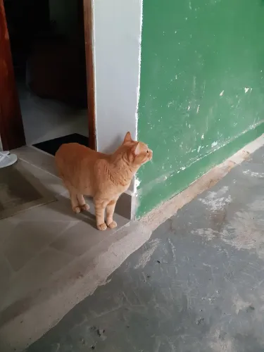 Gato castrado doação 