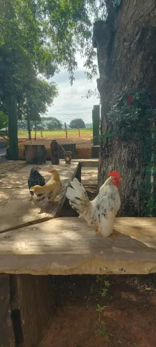 Aves