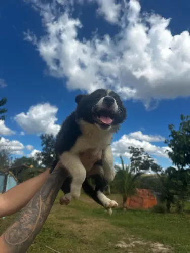Filhotes de Border Collie