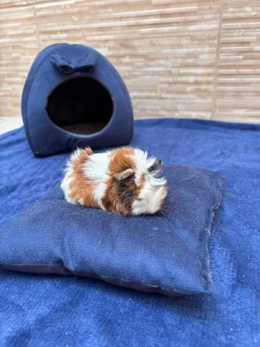 Porquinho da índia 