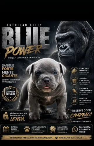 American Bully