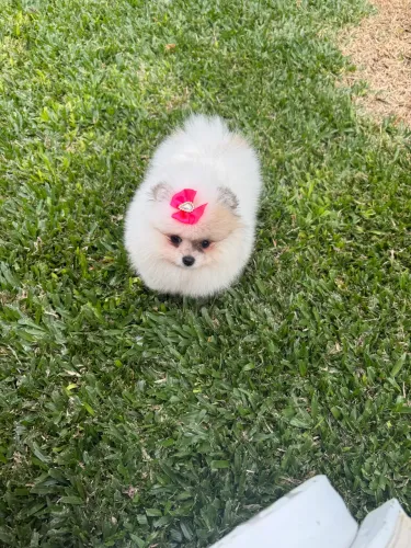 Linda fêmea mini de lulu da Pomeranea 